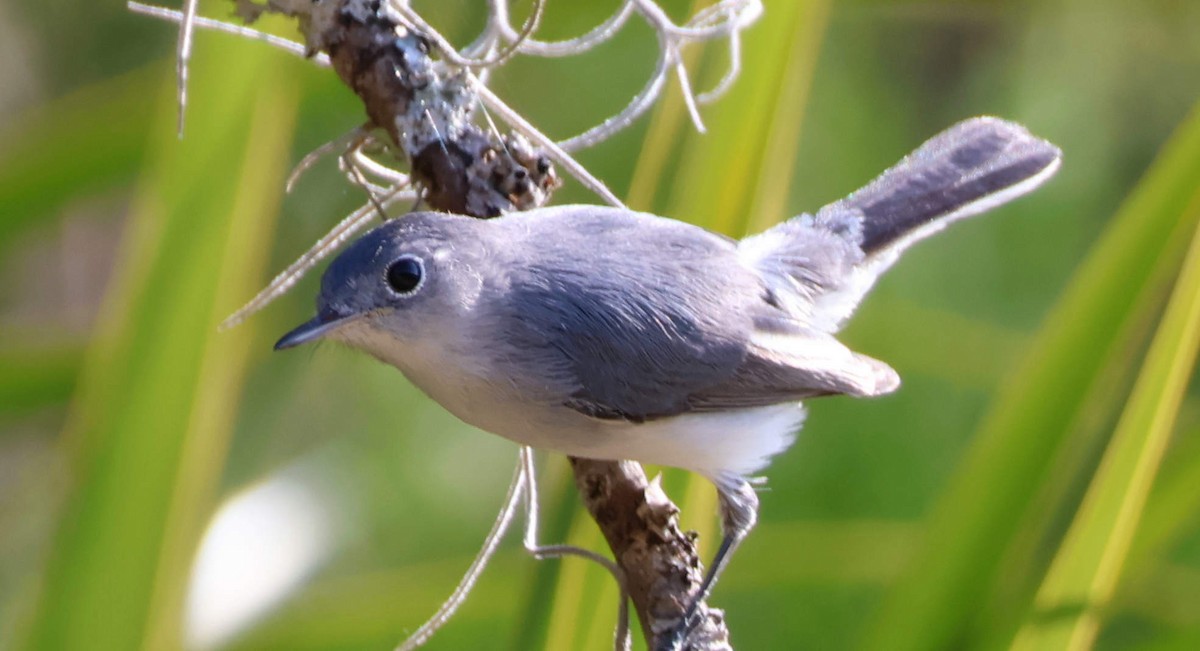 nordmyggsmett - ML646391797