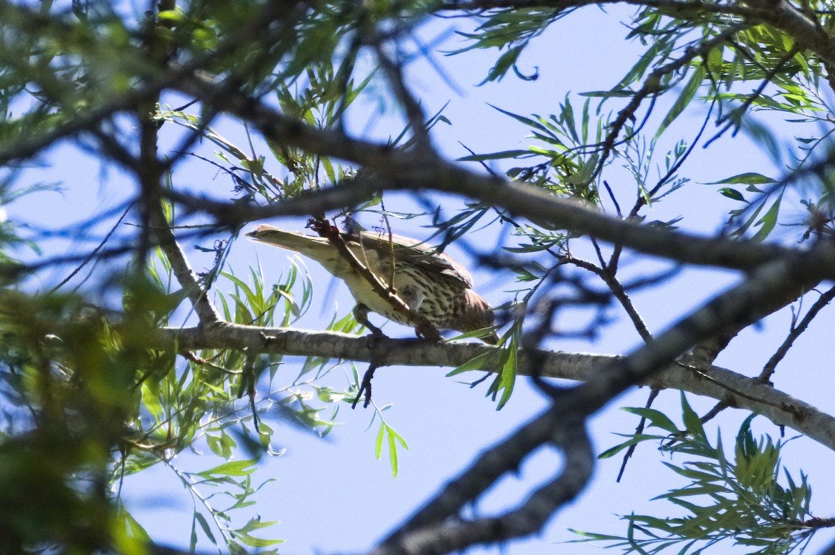 tårepirol - ML646391798