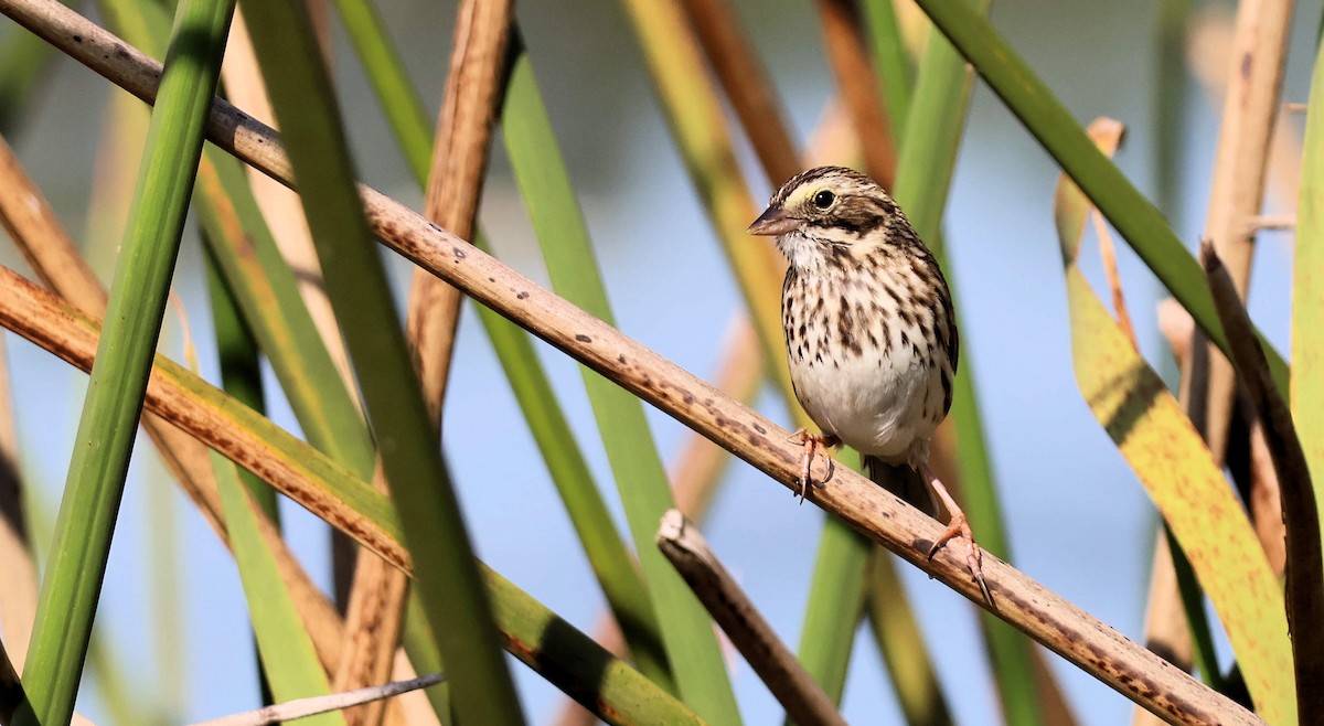 musespurv - ML646391799