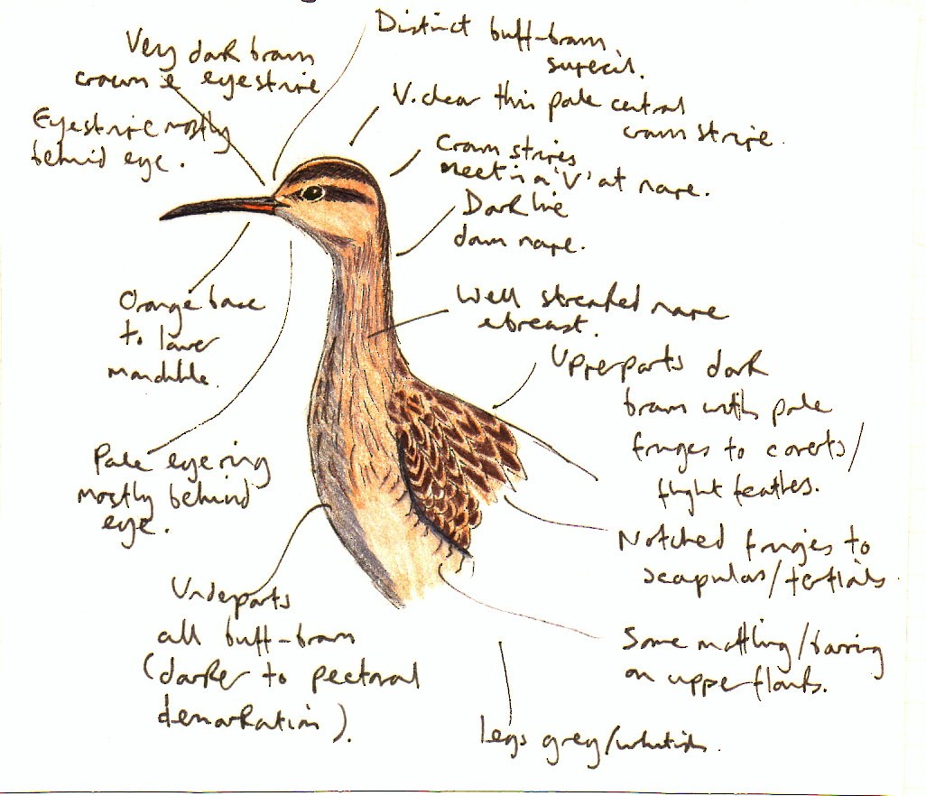 小杓鷸 - ML646391800