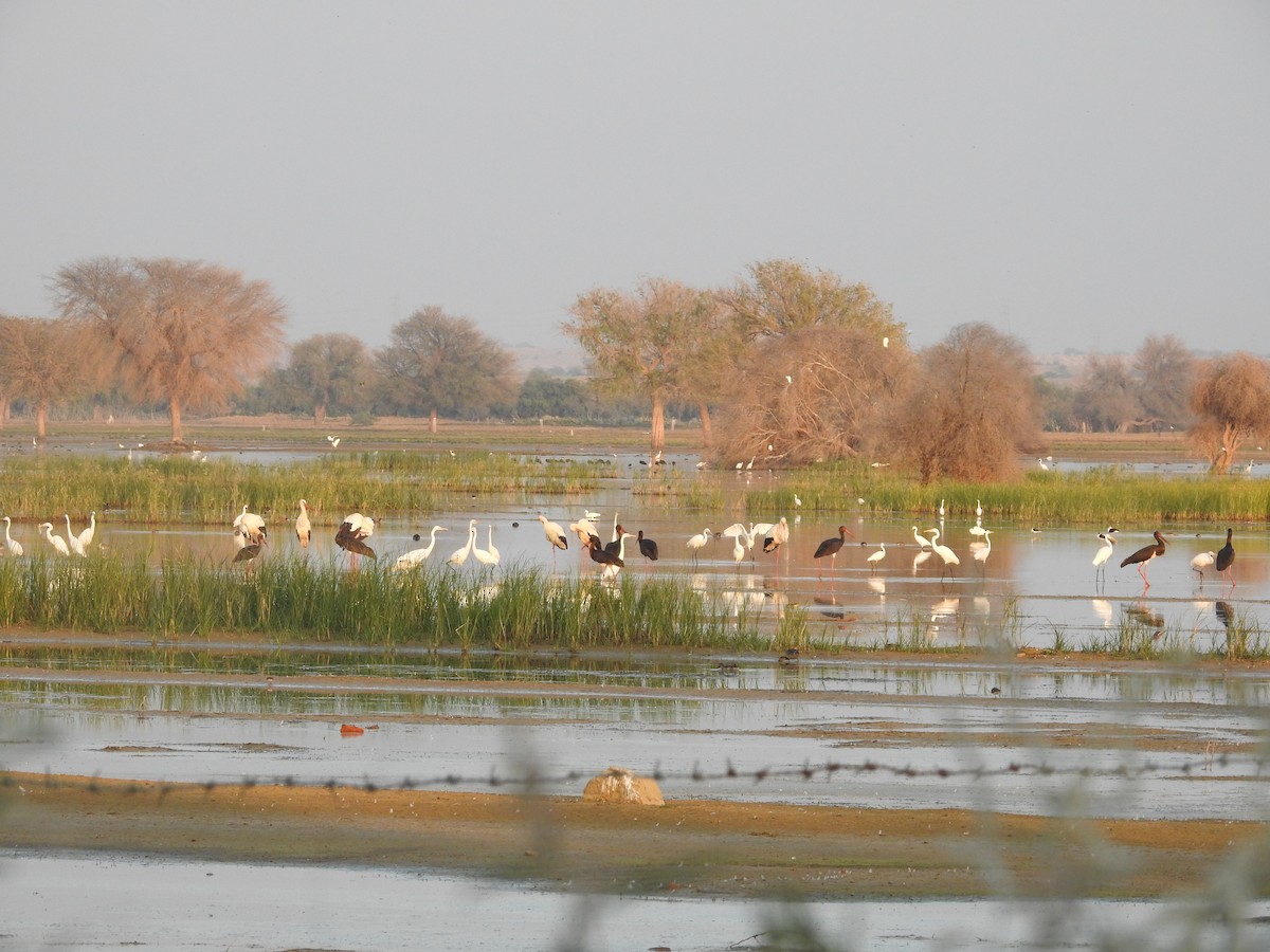 svartstork - ML646391801