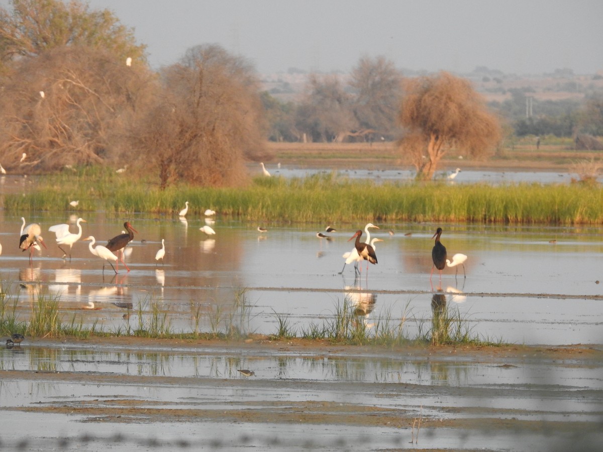 svartstork - ML646391802