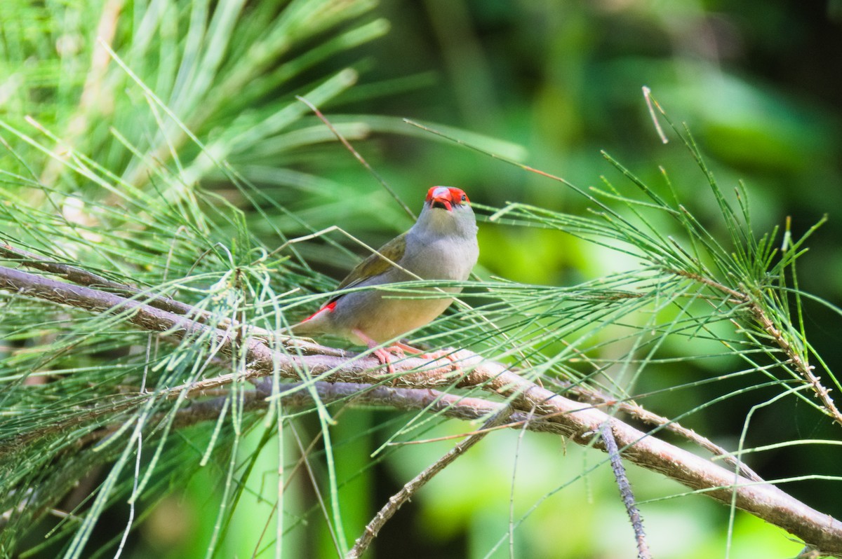 Red-browed Firetail - ML646391803