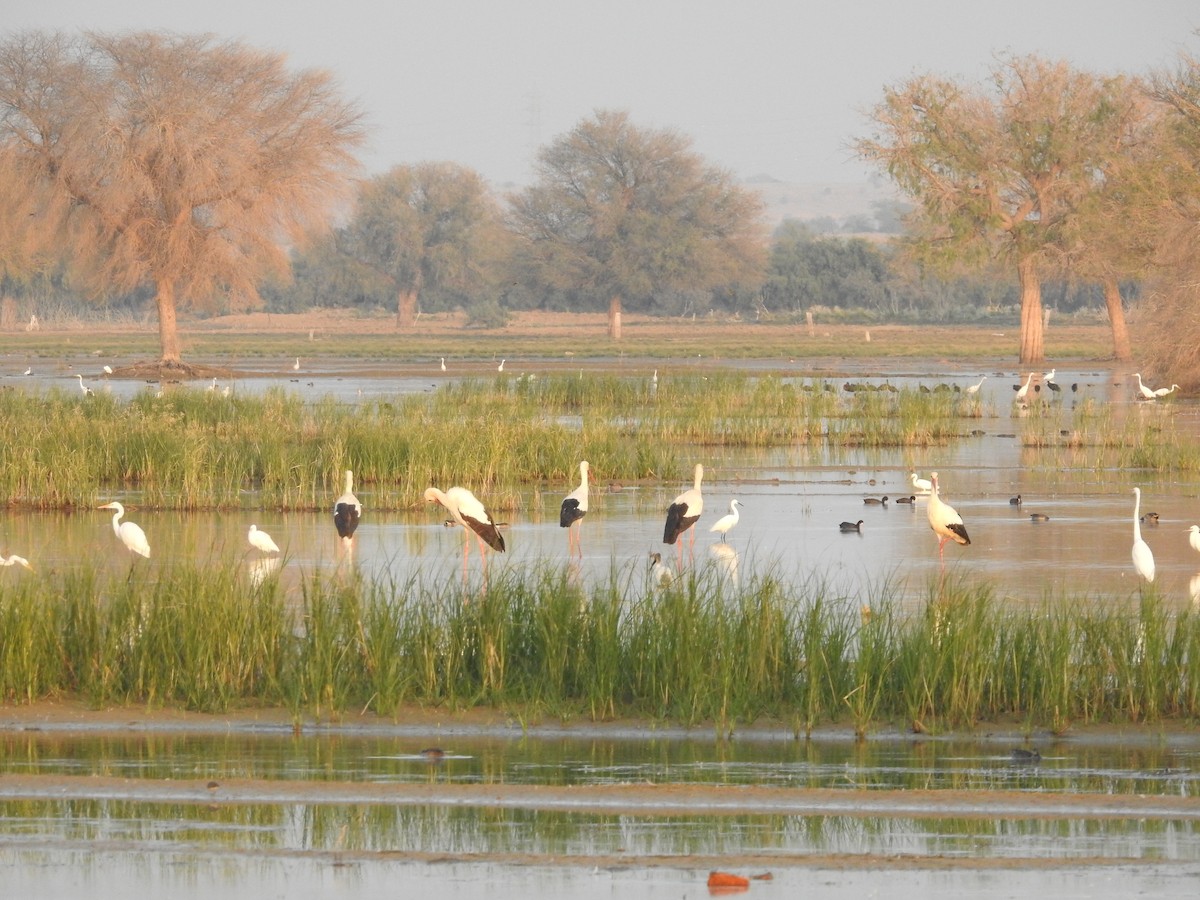 White Stork - ML646391804