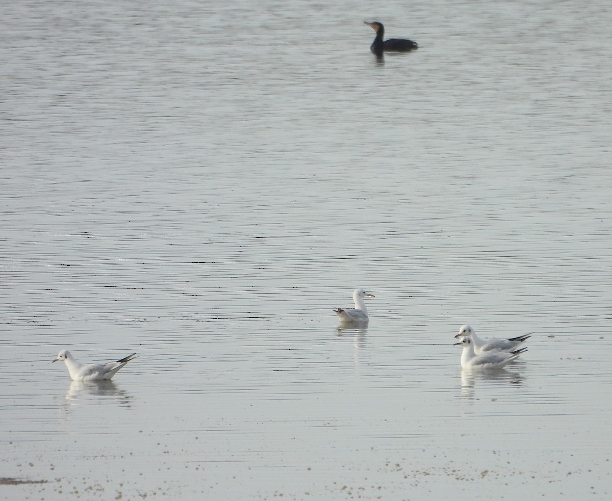 Gabbiano roseo - ML646391807