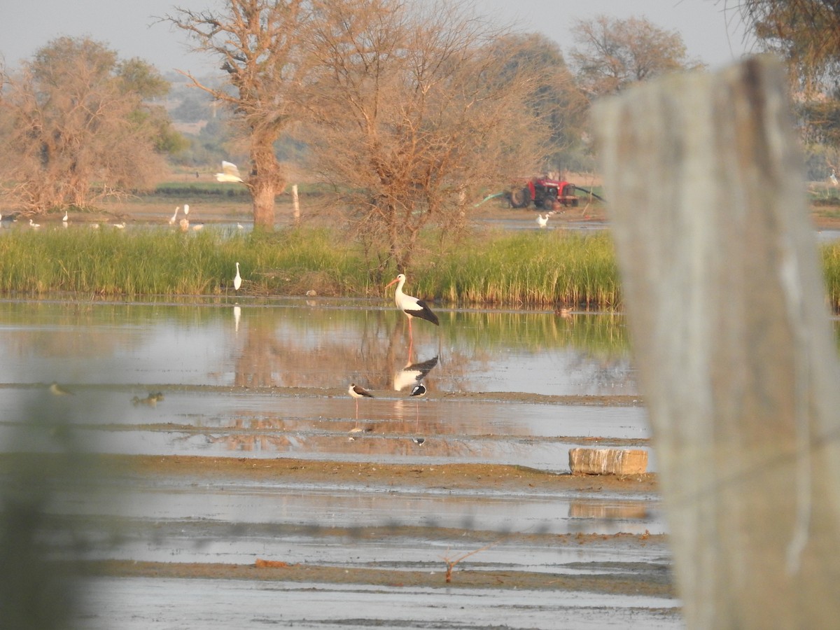 White Stork - ML646391808