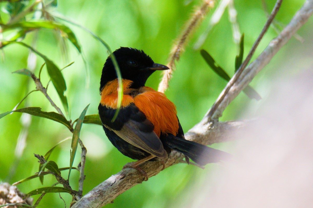 Red-backed Fairywren - ML646391816