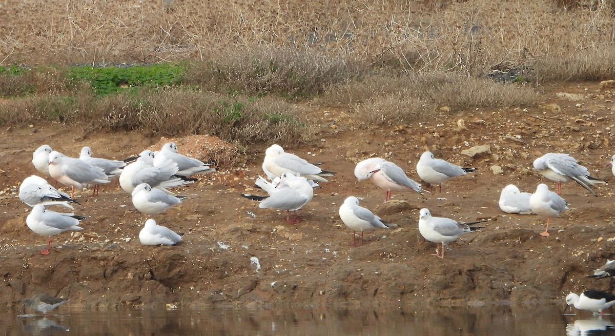 Gabbiano roseo - ML646391823