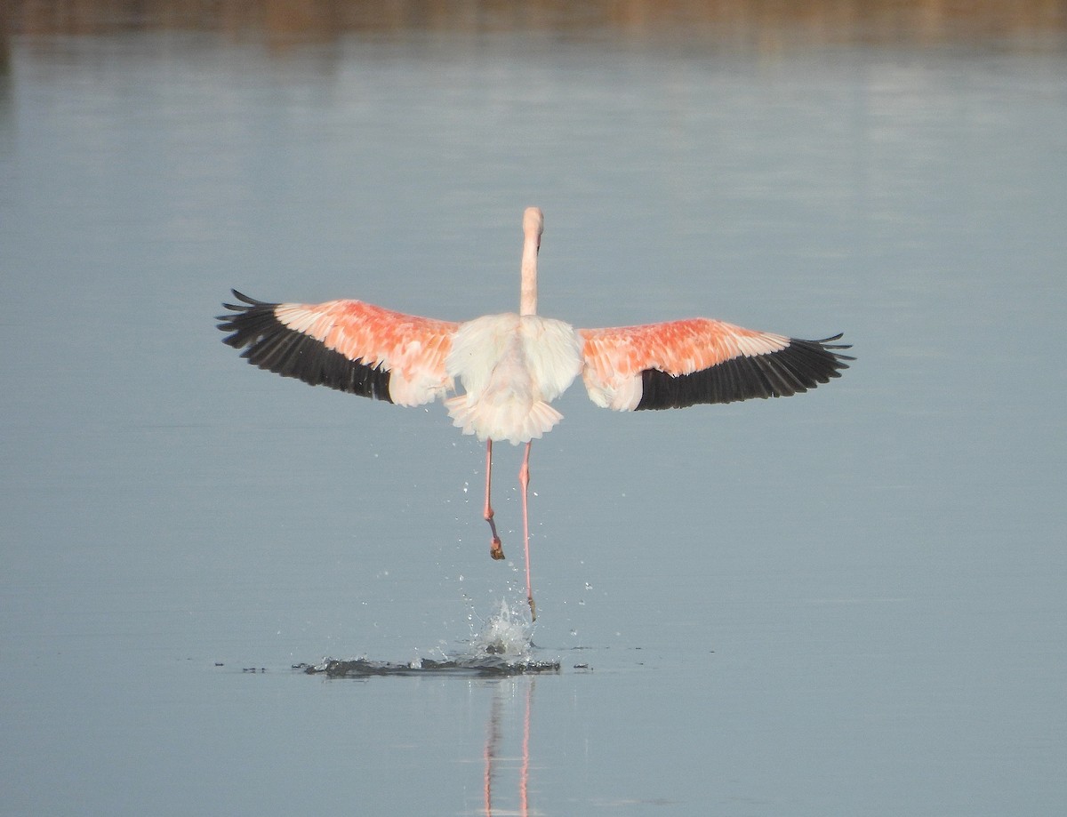 Fenicottero - ML646391825