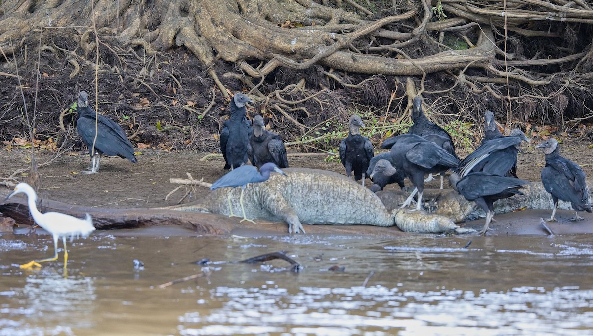 Black Vulture - ML646391826