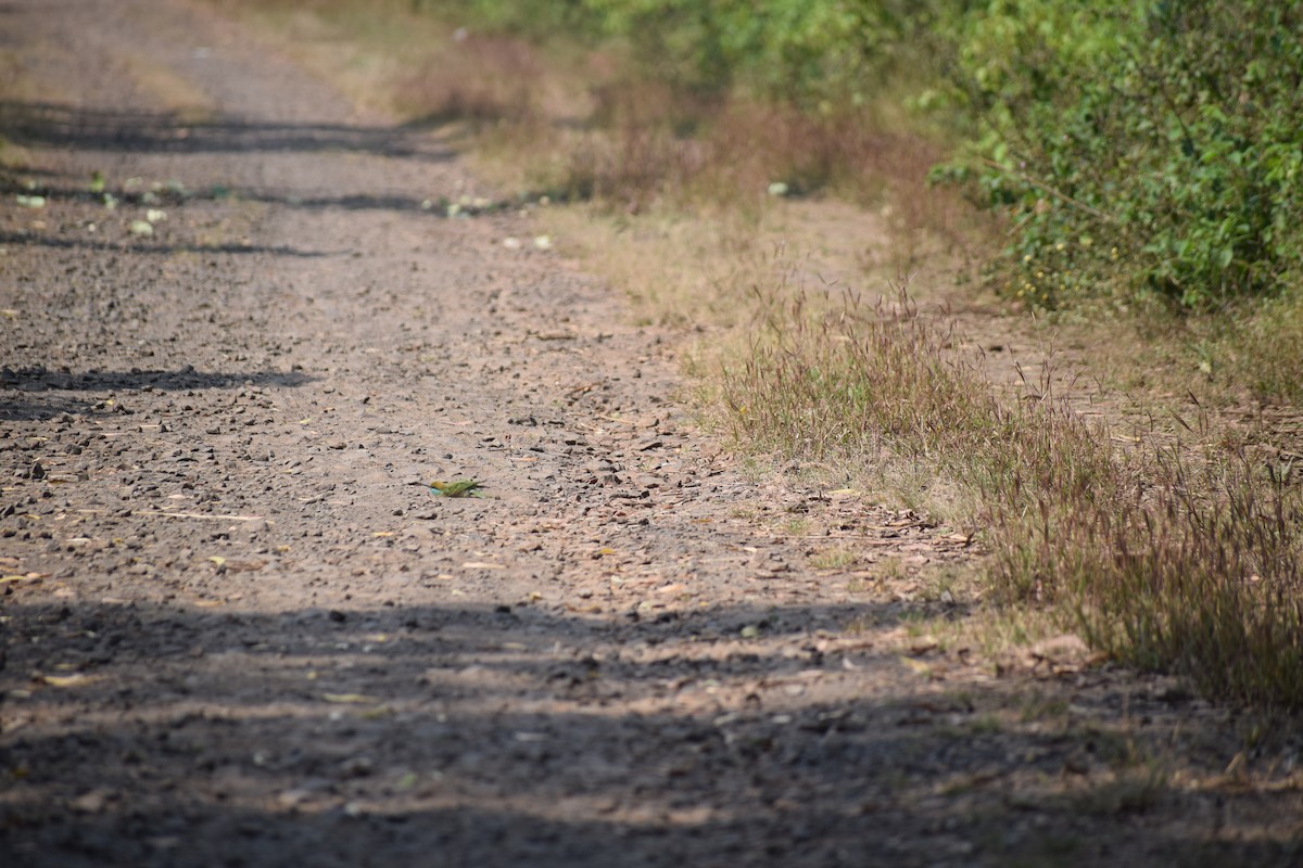 Asian Green Bee-eater - ML646391837
