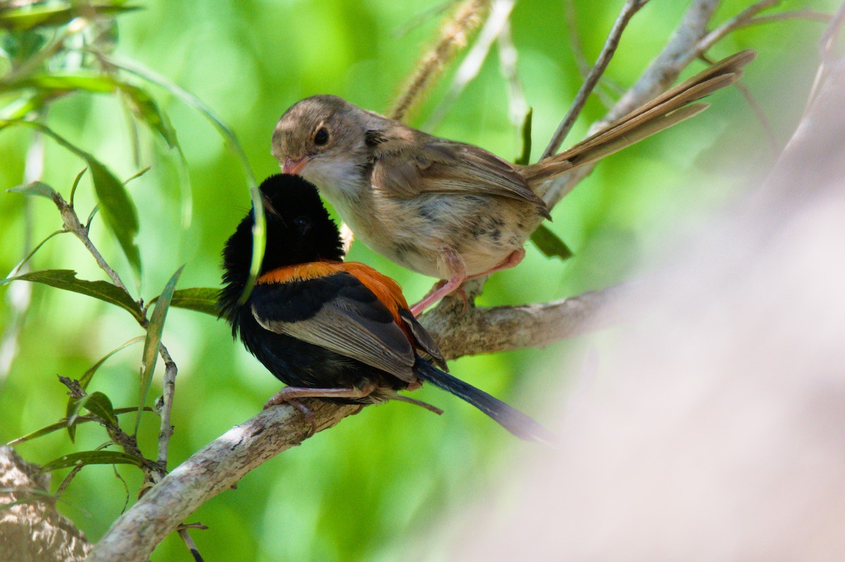 Red-backed Fairywren - ML646391838
