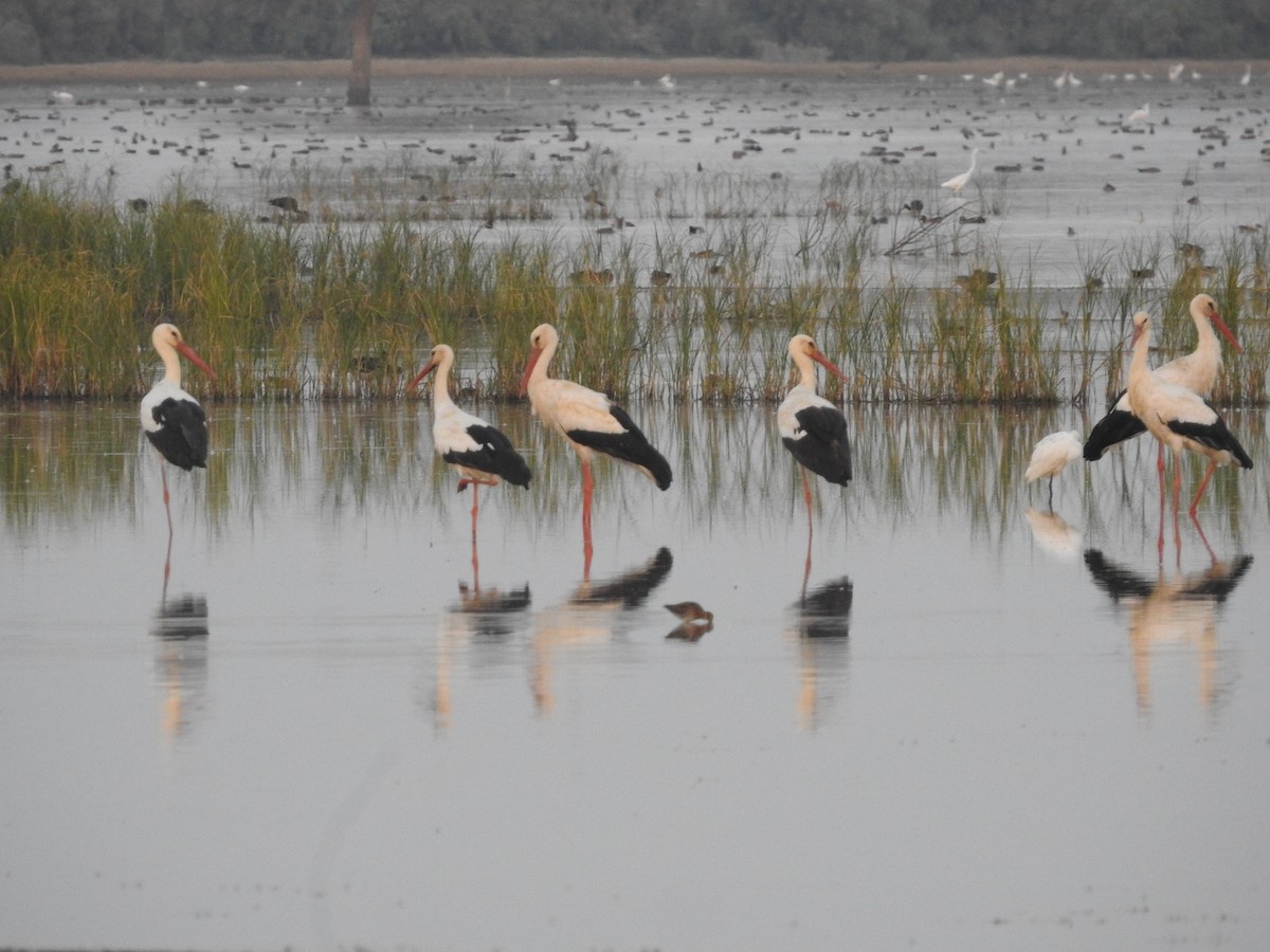 White Stork - ML646391840