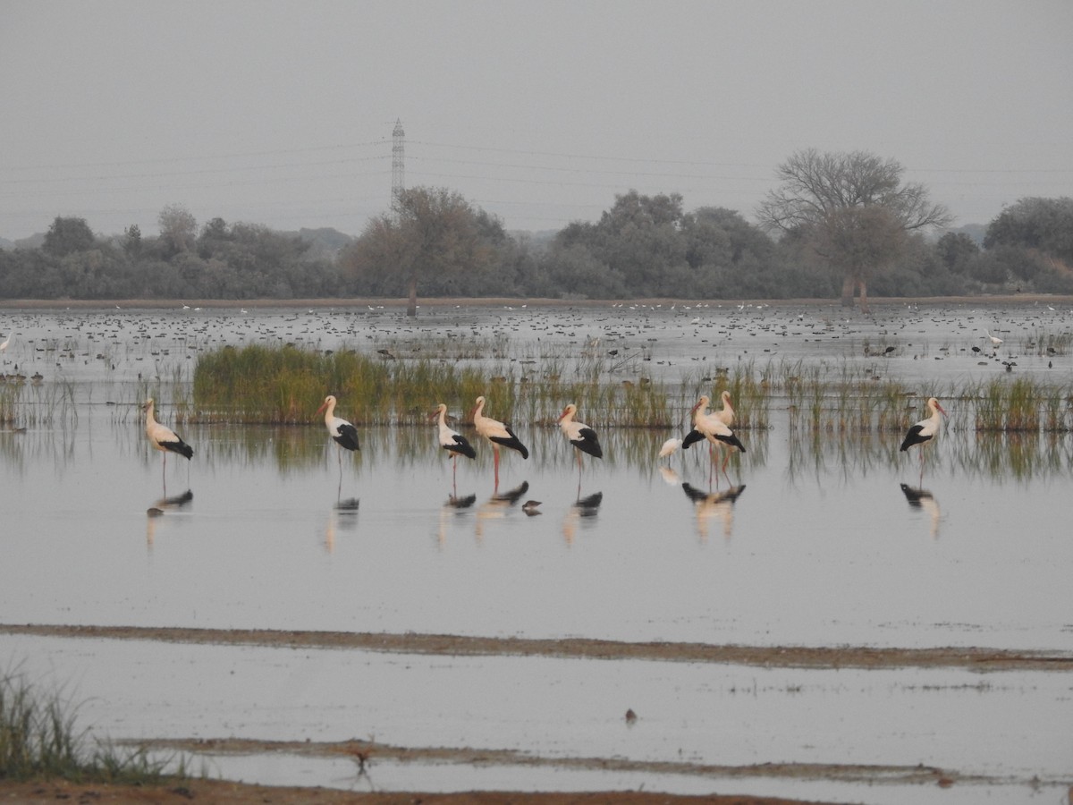 White Stork - ML646391841