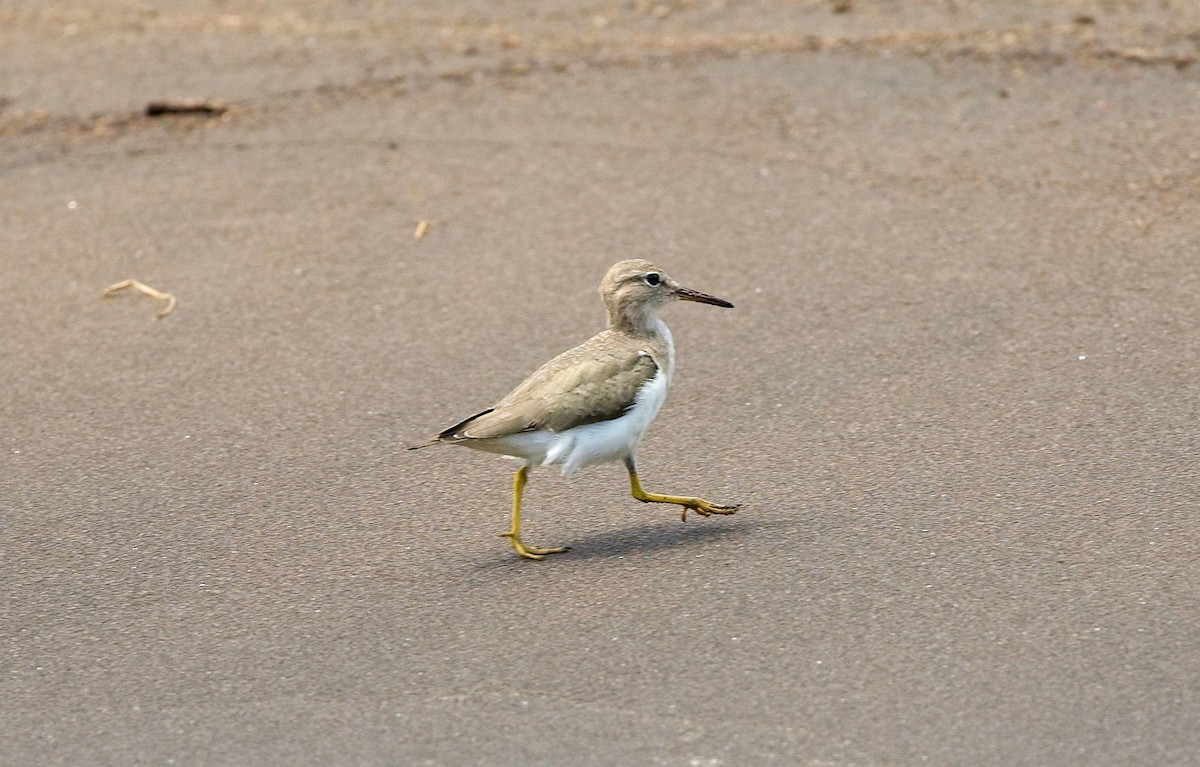Spotted Sandpiper - ML646391853
