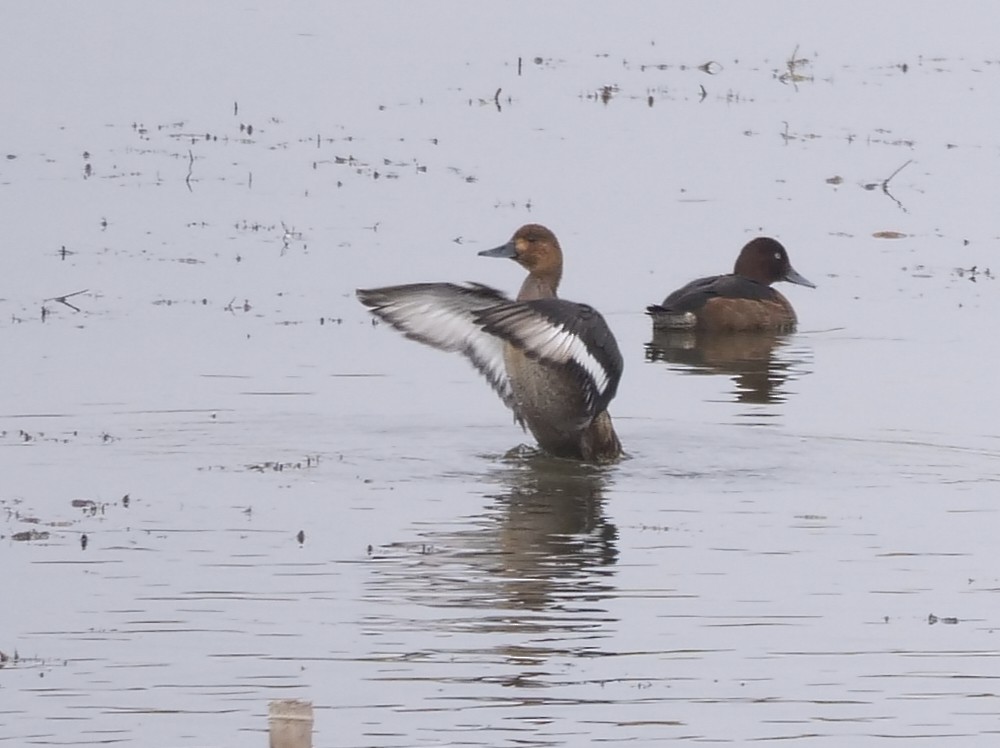 Ferruginous Duck - ML646391854