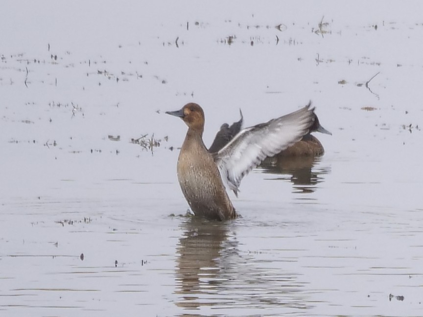 Ferruginous Duck - ML646391855