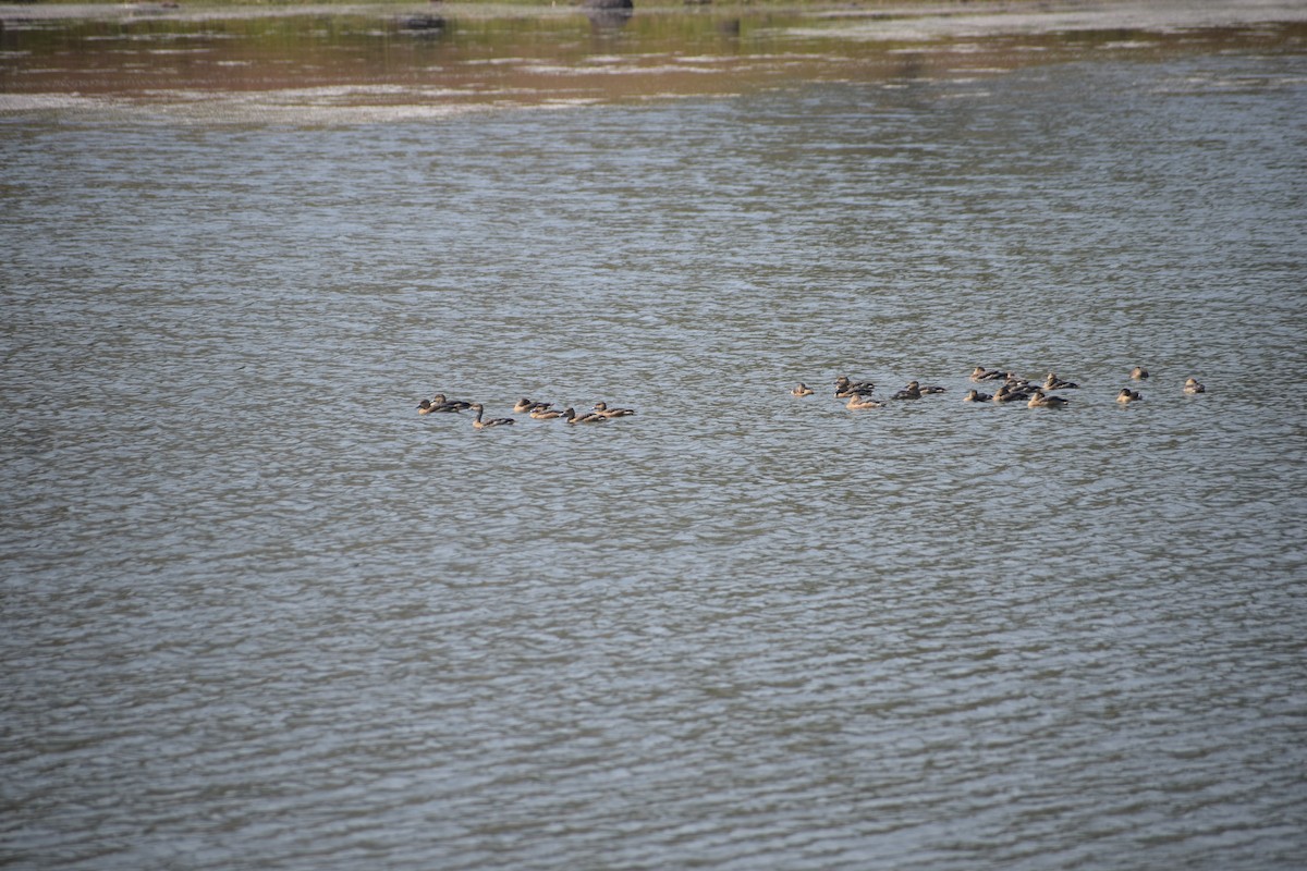 Lesser Whistling-Duck - ML646391860