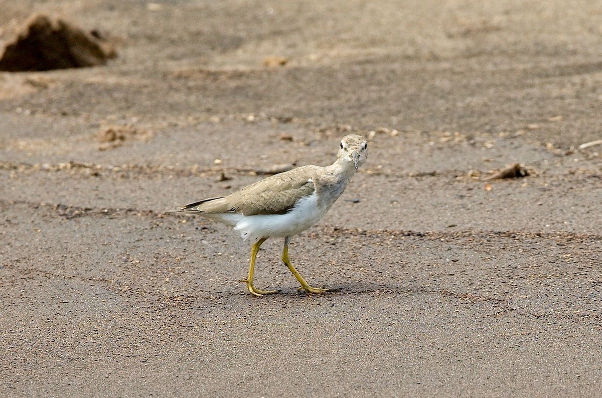 Spotted Sandpiper - ML646391862