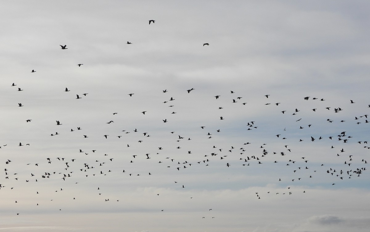 Большой баклан - ML646391863