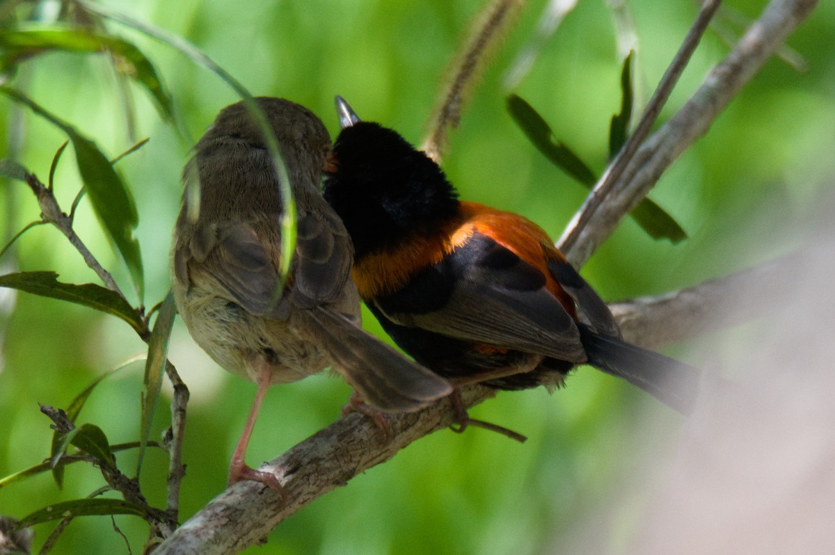 Red-backed Fairywren - ML646391866