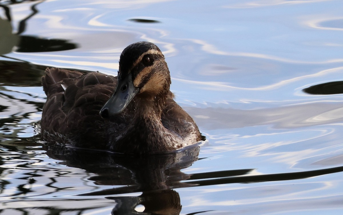 Pacific Black Duck - ML646391867