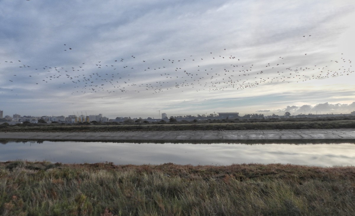 Большой баклан - ML646391868