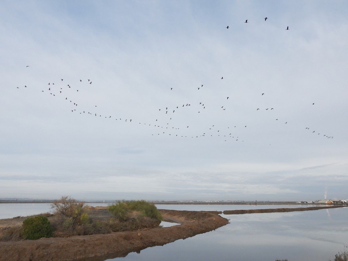 Большой баклан - ML646391870