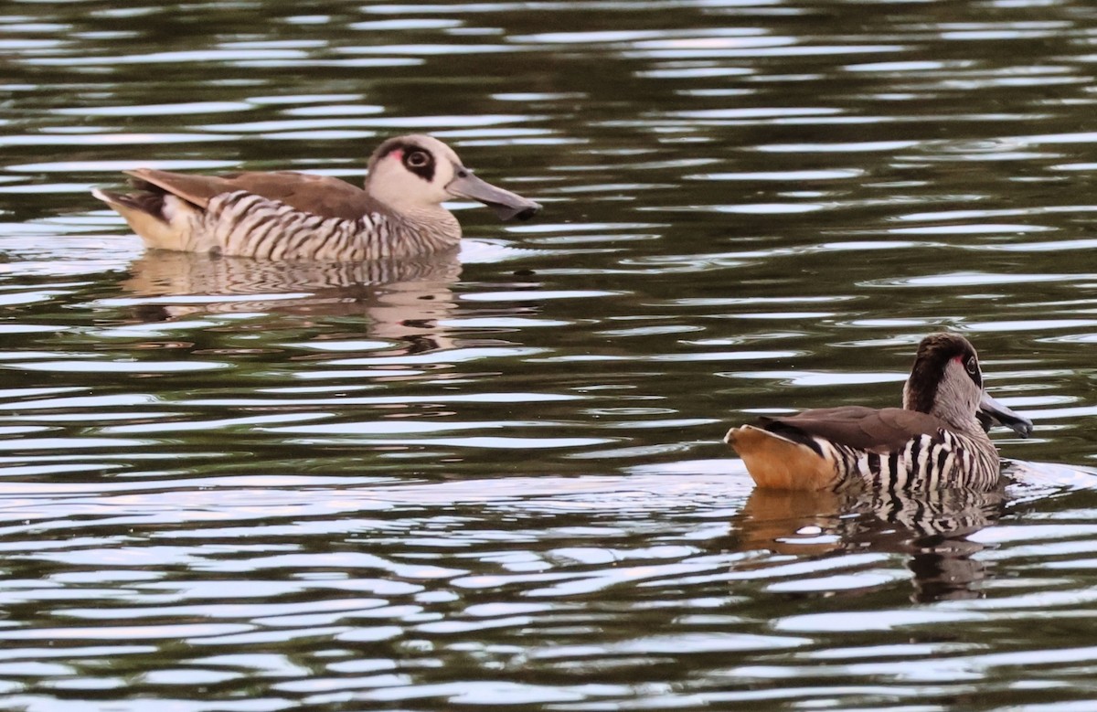 Pink-eared Duck - ML646391873