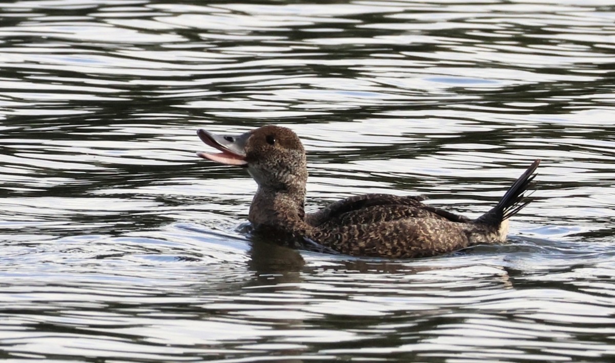 Blue-billed Duck - ML646391875