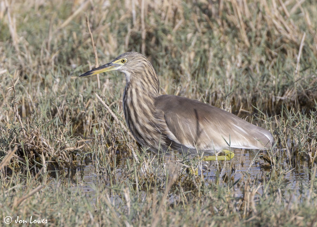 Garcilla India - ML646391876