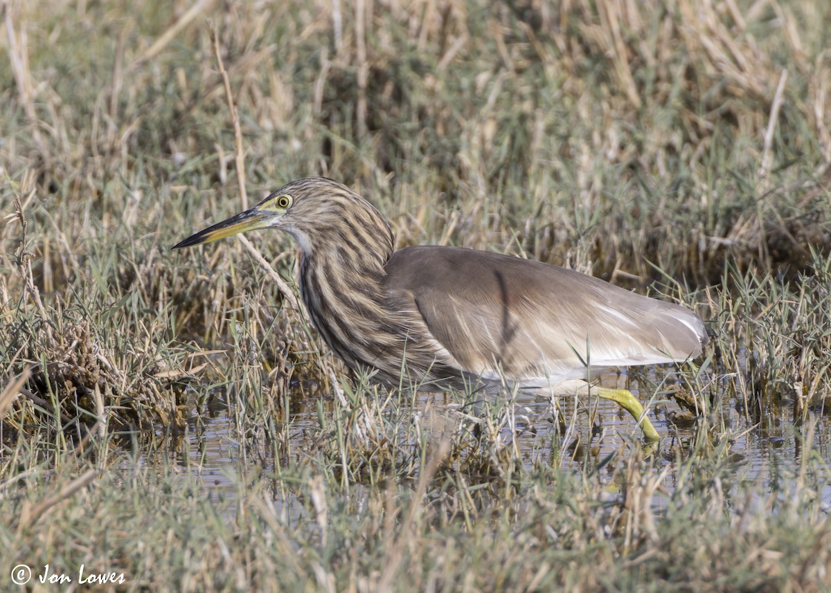 Garcilla India - ML646391877