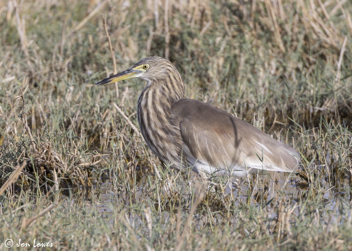 Garcilla India - ML646391878