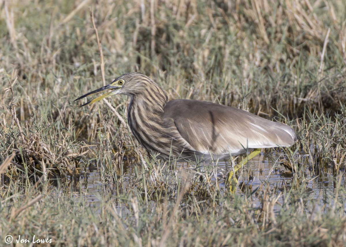 Garcilla India - ML646391879