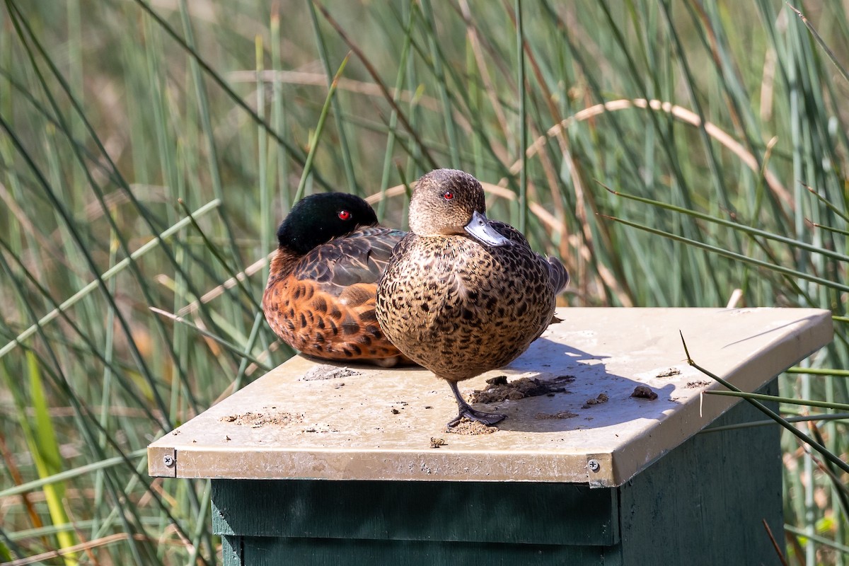 Chestnut Teal - ML646391880