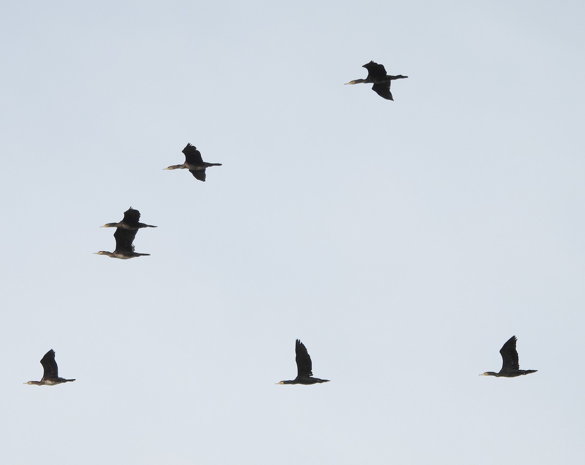 Большой баклан - ML646391884