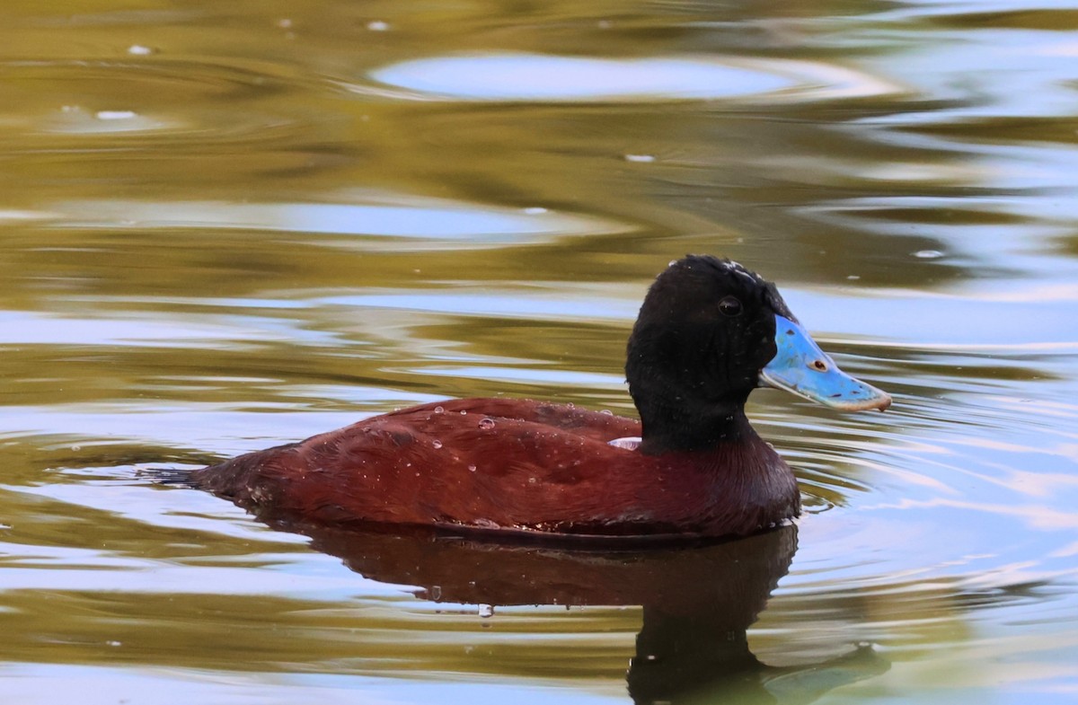 Blue-billed Duck - ML646391885