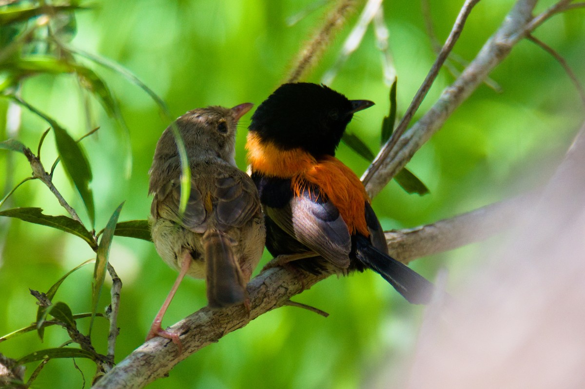 Red-backed Fairywren - ML646391886