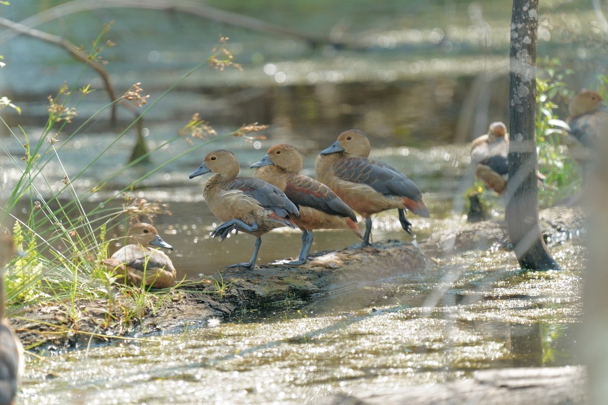 Lesser Whistling-Duck - ML646391889