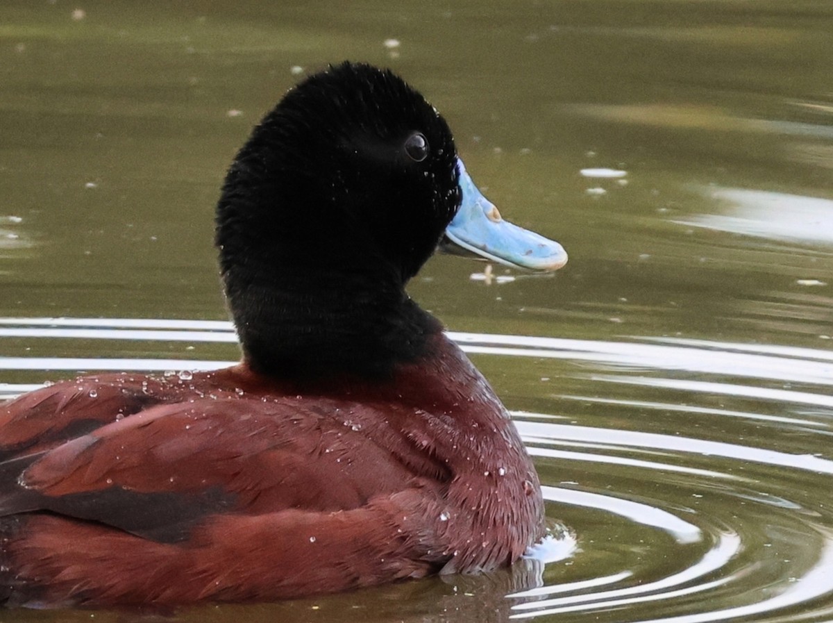 Blue-billed Duck - ML646391890