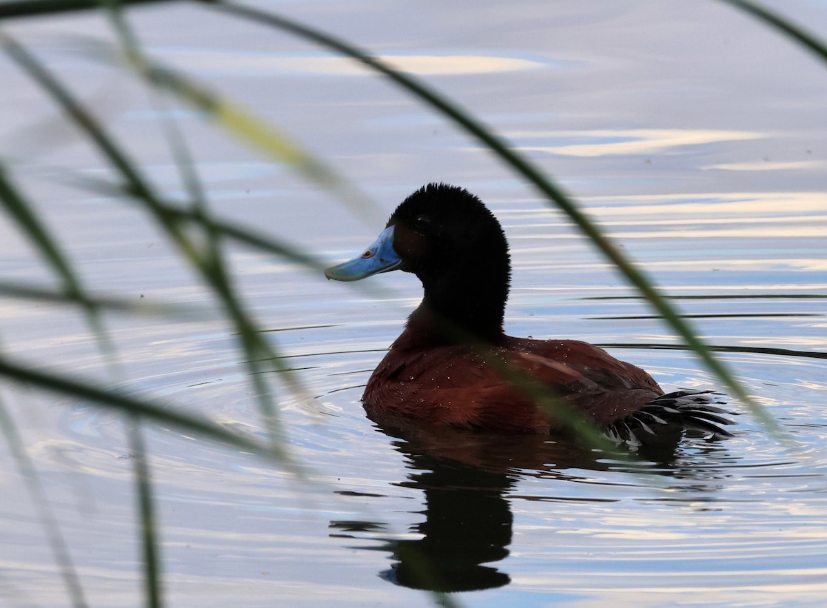 Blue-billed Duck - ML646391891