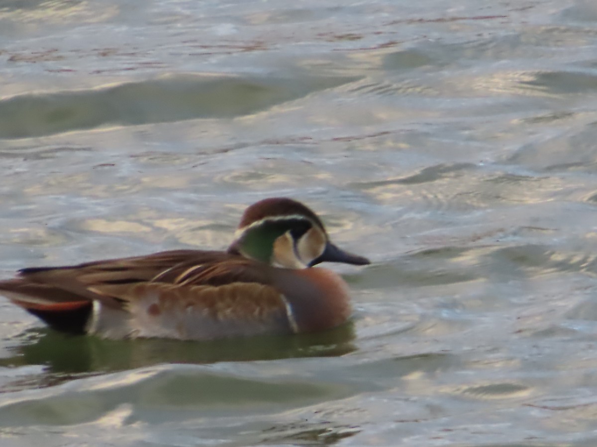 Baikal Teal - ML646391899