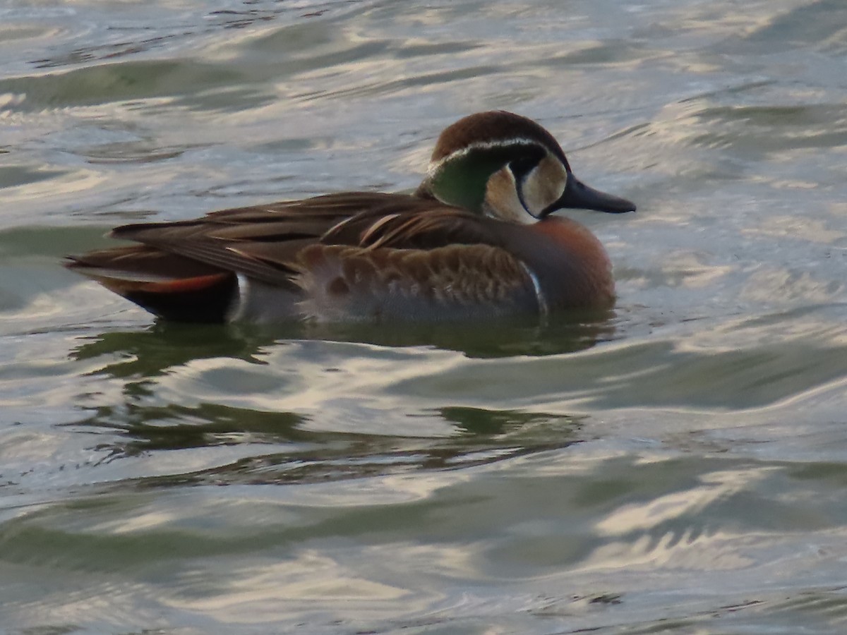 Baikal Teal - ML646391901