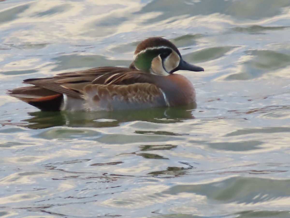 Baikal Teal - ML646391903