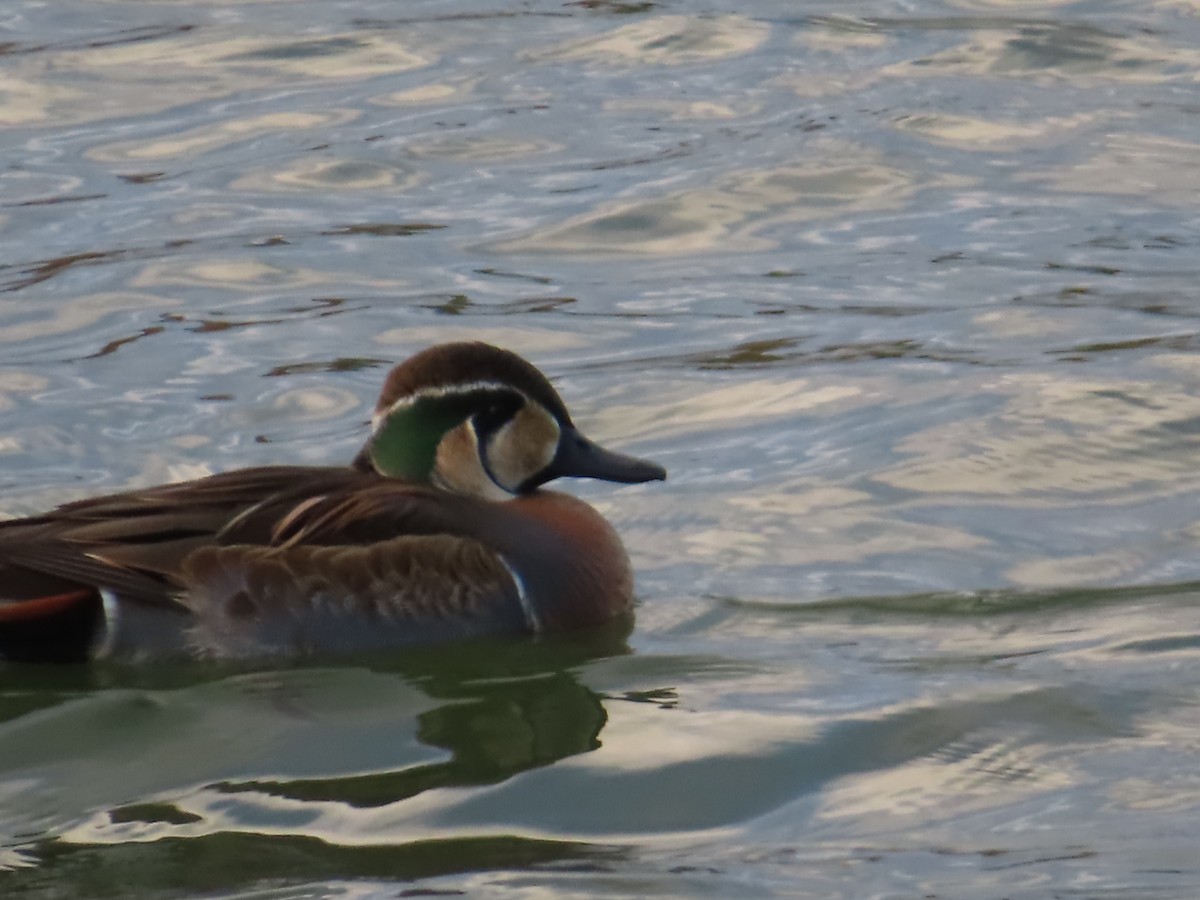Baikal Teal - ML646391905