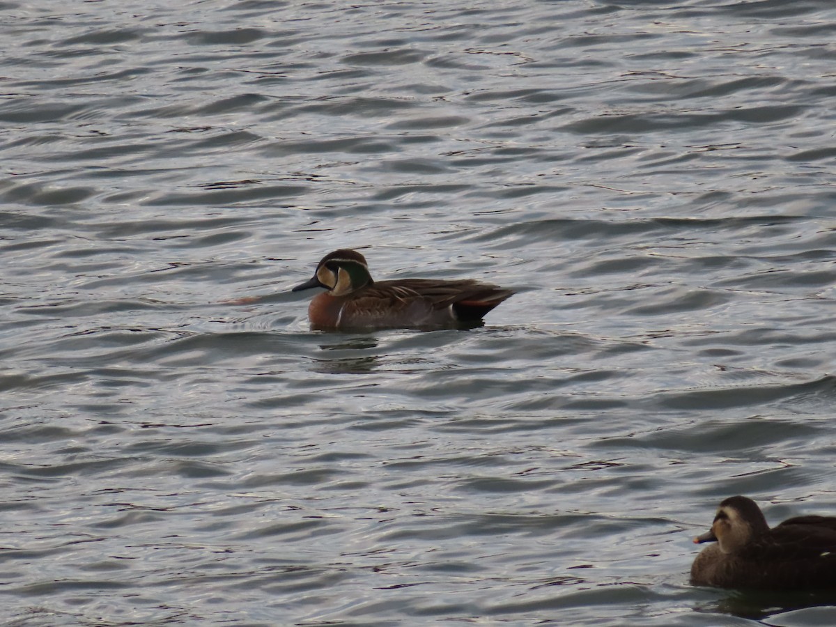 Baikal Teal - ML646391906