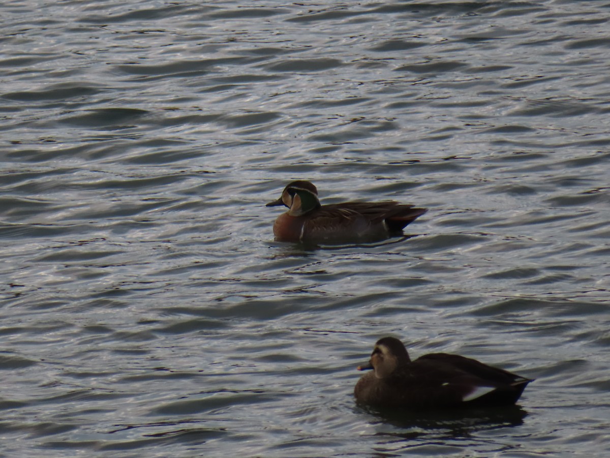 Baikal Teal - ML646391908