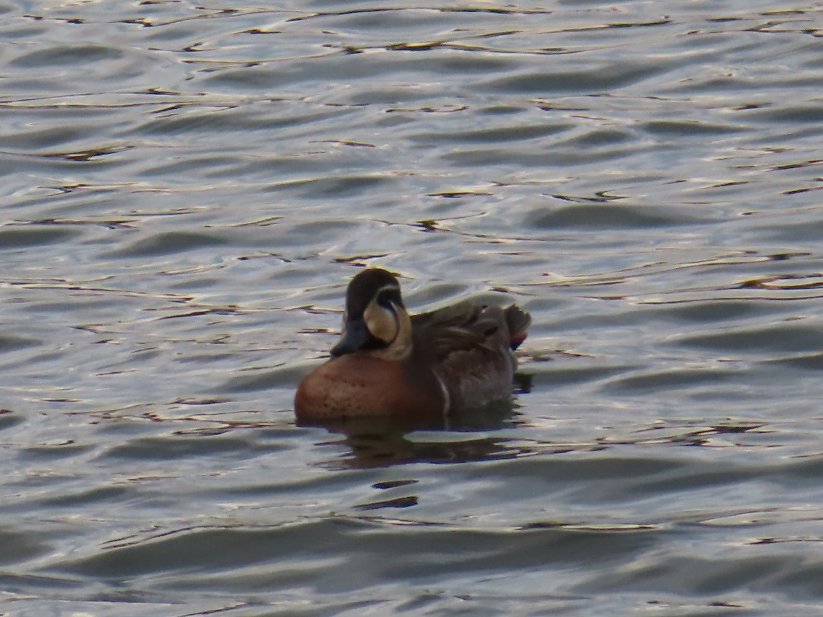 Baikal Teal - ML646391909