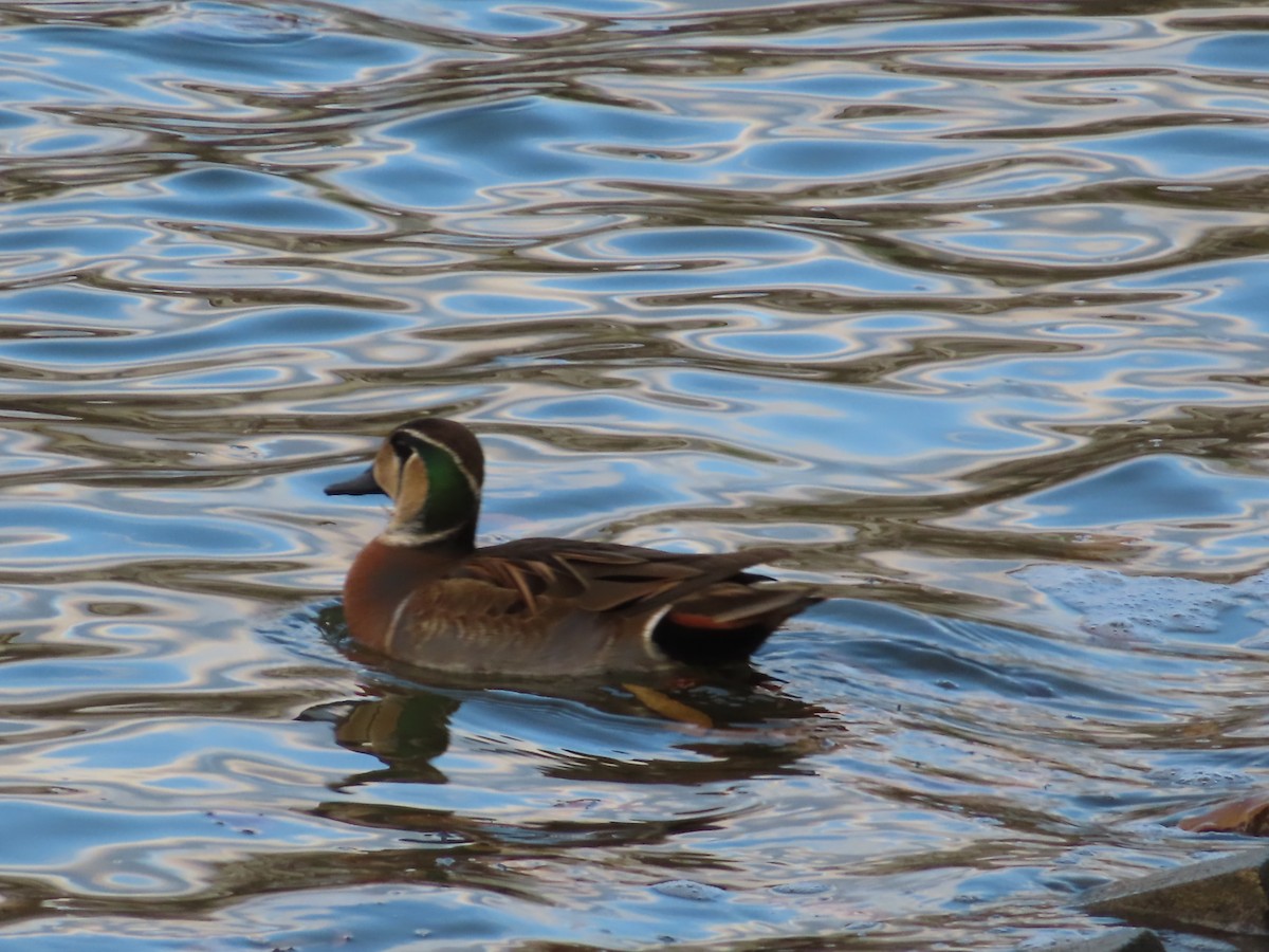 Baikal Teal - ML646391911