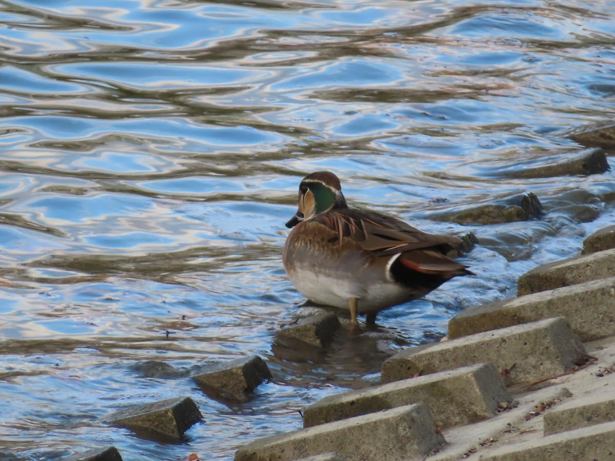 Baikal Teal - ML646391914